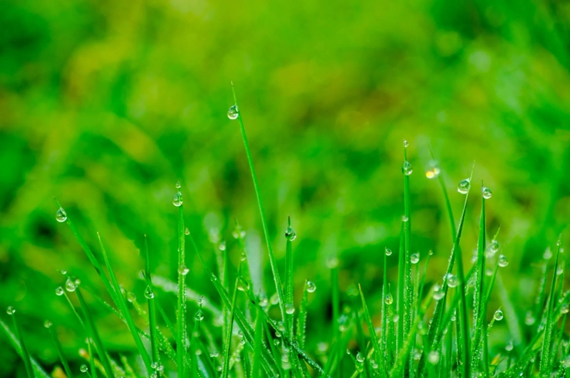 Calgary Lawn Care & Mowing Services – Keep Your Yard Lush All Season