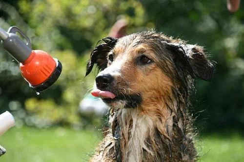 Premium Cat and Dog Grooming Services in Pune by ThePetNest