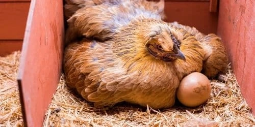 Title: Decoding the Mysteries of Chicken Years to Human Years: Unveiling the Chicken Years to Human Years Calculator