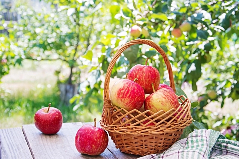 Grow Your Own Orchard: Step-by-Step Guide to Planting Apple Trees in the UK