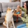 5 Things to Consider When Choosing a Pet Grooming Kit for Dogs