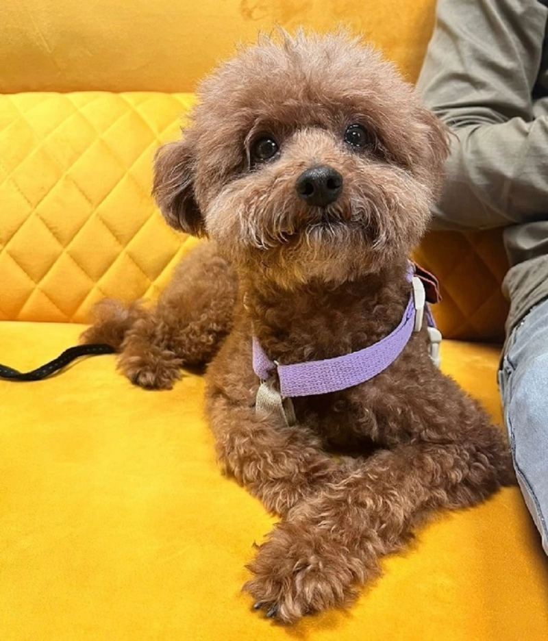 Safe and Stress-Free Pet Relocation Services in Delhi with AirPets