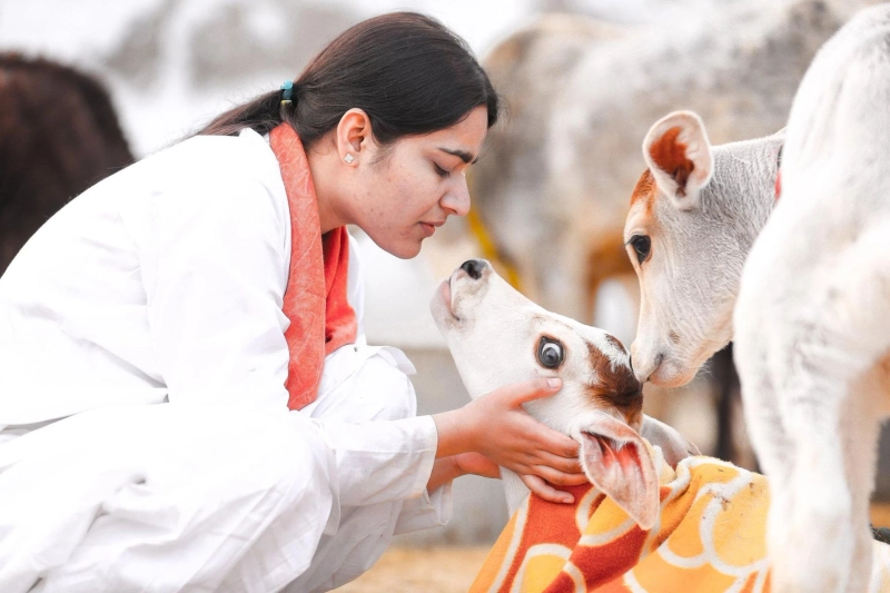 Gau Raksha & Beyond: Exploring Cow Protection in Uttar Pradesh Today