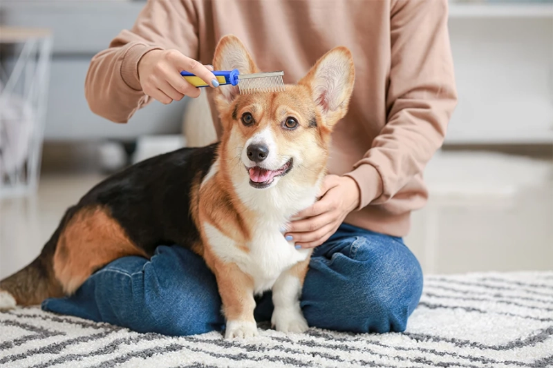 Modern Coat Care Trends Elevating Canine Wellness