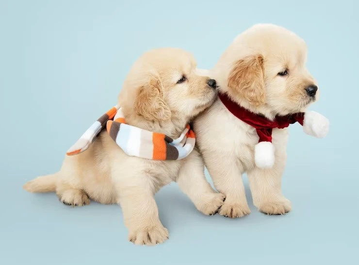 Maximizing Your Puppy's Nutrition with Nutri Coat Advance