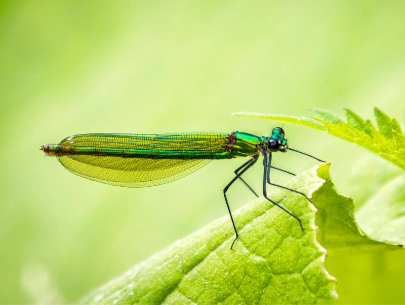 What Do Crickets Eat? Guide for Care and Feeding