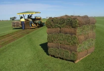 Creating a Picture-Perfect Lawn: Expert Tips and Services That Turn Ordinary Yards into Stunning Landscapes