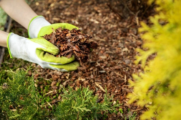 Boost Your Curb Appeal Naturally with Quality Mulch