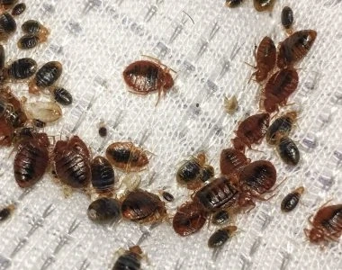 How Long Do Bed Bugs Live Without a Host? Bed Bug Infestations