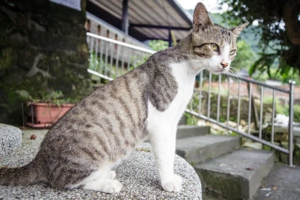 Parasitic Infections Is An Important Cause Of Itching In Cats