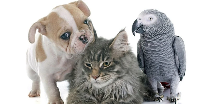 Barking Truths: Can Dogs Digest Plastic A Comprehensive Guide