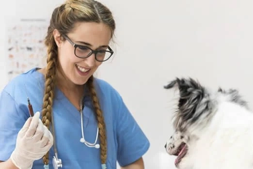 A Guide to Pet Vaccination Clinics: What to Expect and How to Choose the Right One