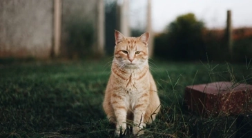 A Guide to Adopting Cats and Kittens in Houston: Where to Start