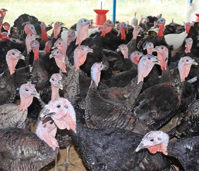 Best Online Course On Turkey Bird Farming ffreedom app