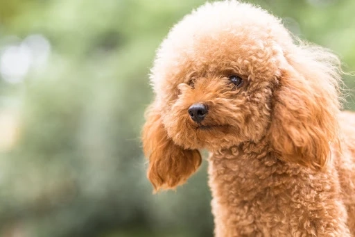 Are Cavoodles Ideal For First-Time Pet Owners?