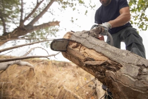 Harmonising Necessity and Preservation: The Essence of Professional Tree Removal Services