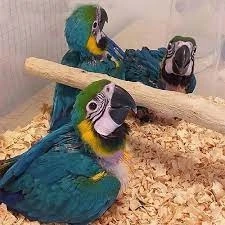 Blue-and-Gold Macaw - Facts, Diet, Habitat