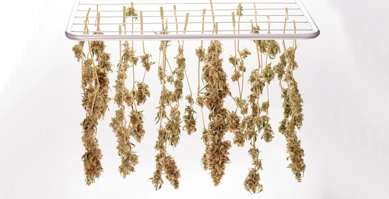 Optimizing Cannabis Drying: The Advantages of Adjustable Hanging Racks