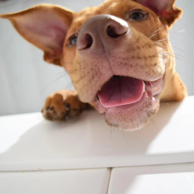 The Benefits of Using a Dog Daycare Franchise for Your Pet's Needs