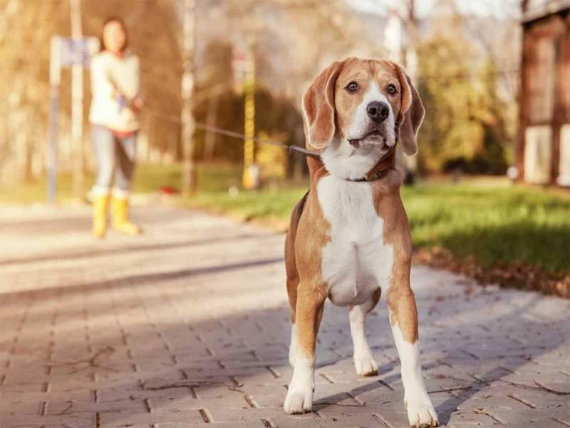 5 Things You Need To Know About Your Dog Walking Agency