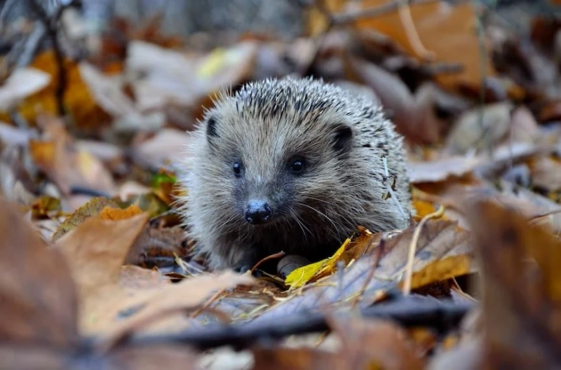 Housing Requirements Of African Pygmy Hedgehogs