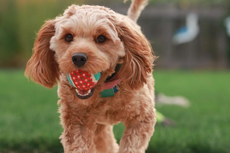Is a Goldendoodle the Right Dog For You?