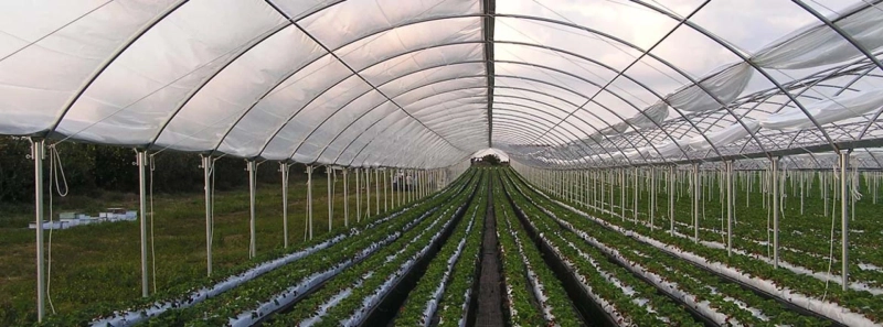 Commercial Greenhouse Market Is Estimated To Witness High Growth Owing To Increasing Demand for Efficient Crop Production