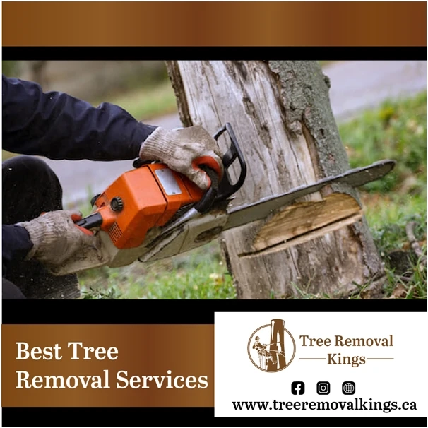 Best Tree Stump Removal Companies in Toronto