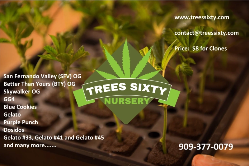 San Fernando Valley (SFV) OG Trees Sixty Clones