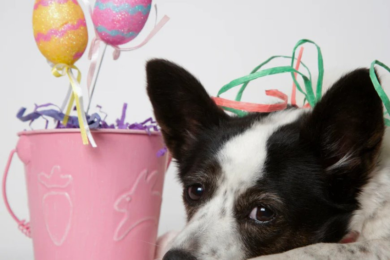 Honoring furry friends: Thoughtful customer pet sympathy gifts
