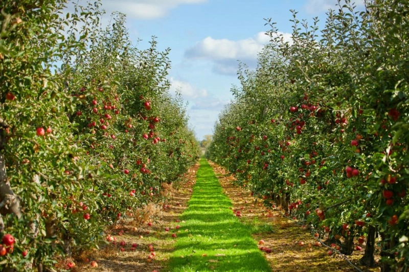 10 Ways Orchard Visits Support Sustainable Agriculture and Local Farmers