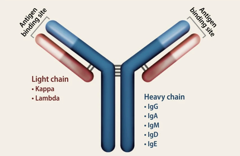 Plasma Cells Produce Immunoglobulin, Which Are Glycoprotein Molecules