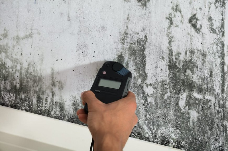 Mold and Lead Testing Services: Safeguarding Your Home and Family's Wellbeing