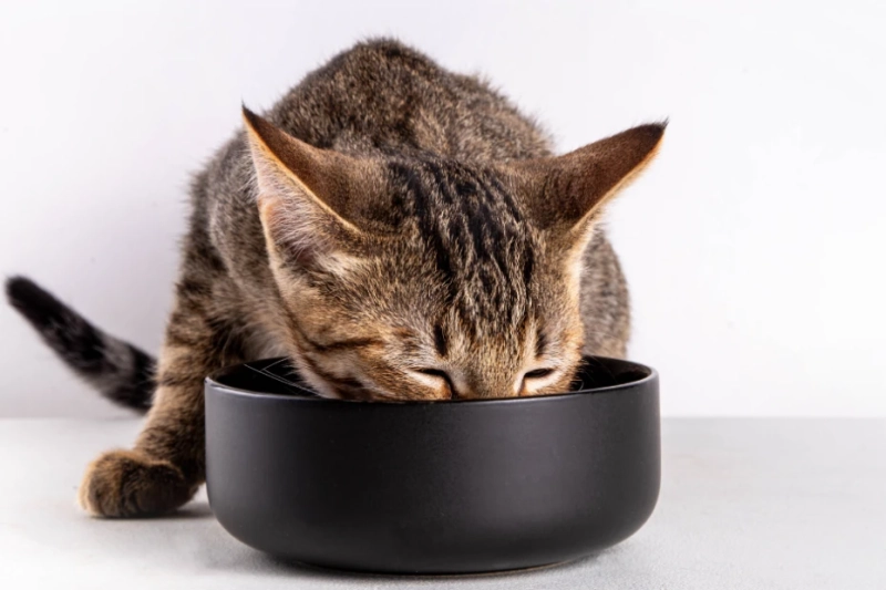 Feeding Cats the Right Way at Home