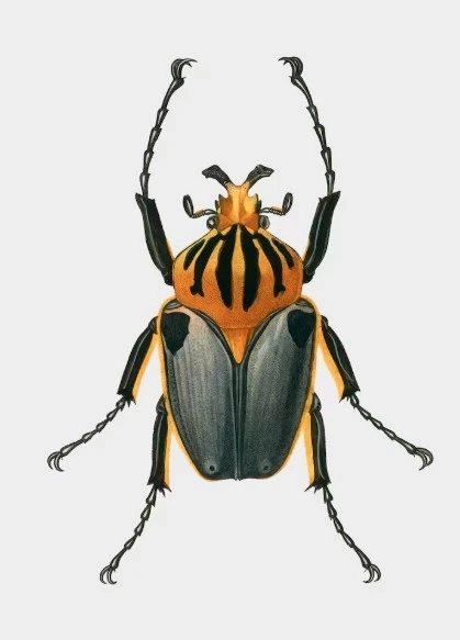 What Makes the Female Hercules Beetle Ideal for Observation