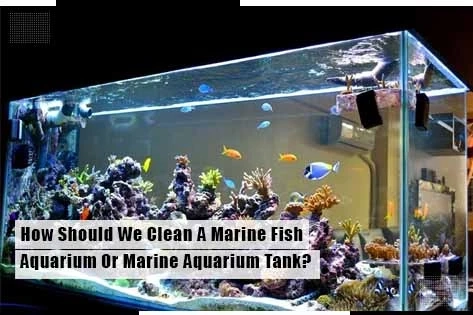 How Should We Clean A Marine Fish Aquarium Or Marine Aquarium Tank?