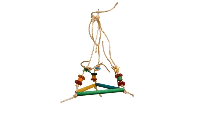 The Truth About Why Your Conure Needs More Playtime
