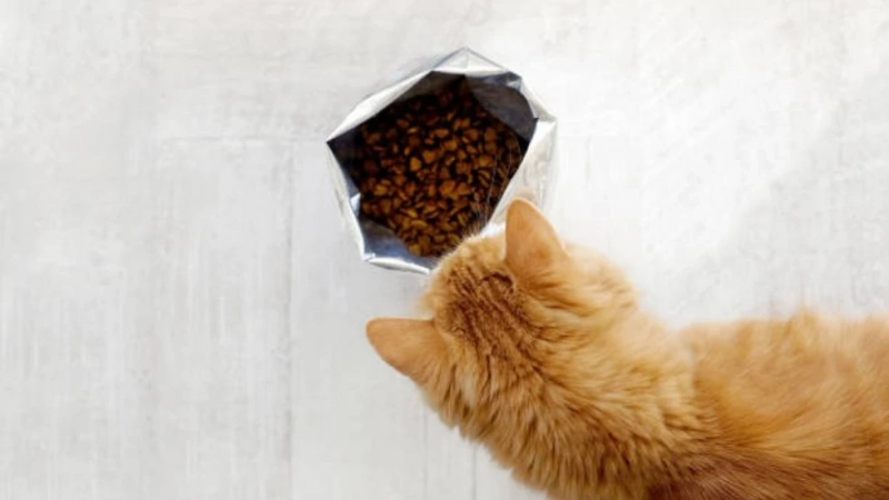 Simply Nourish Cat Food: Feline Nutrition Elevated to a Higher Standard