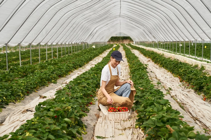 Transforming Agriculture with Expert Greenhouse Construction & Maintenance
