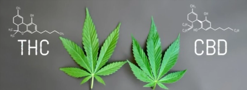 How to Use THC Strains for Sleep and How Kratom Differs from CBD and THC