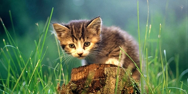 Quality Services To Help Your Pet Live Healthy Life