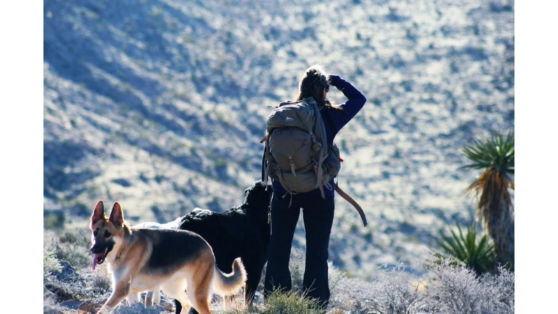 Is Positive Reinforcement Dog Training in Las Vegas Right for Every Dog?
