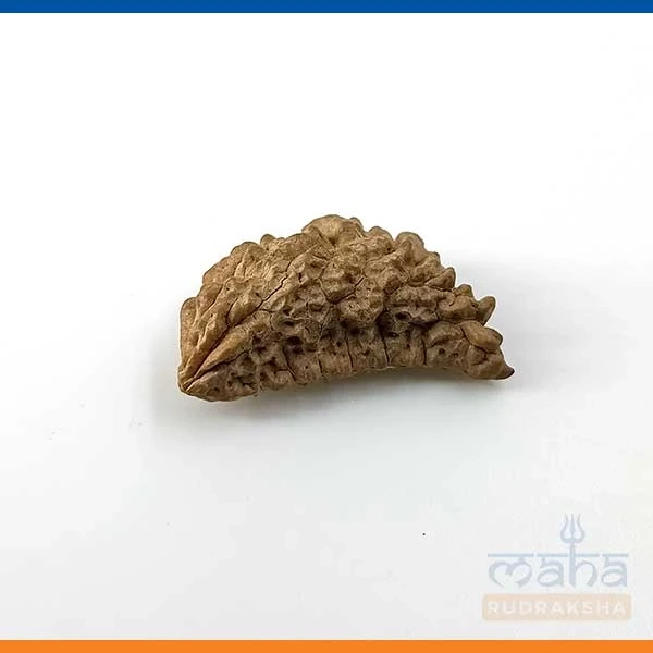1-14 beads | Nepali rudraksha beads | Genuine Rudraksha beads