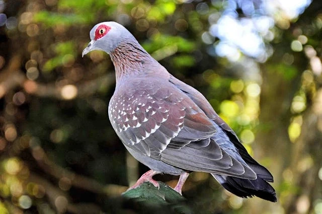 The Dangers of Bird Droppings: What Dubai Property Owners Should Know