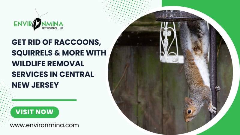 Get Rid of Raccoons, Squirrels & More with Wildlife Removal Services in Central New Jersey
