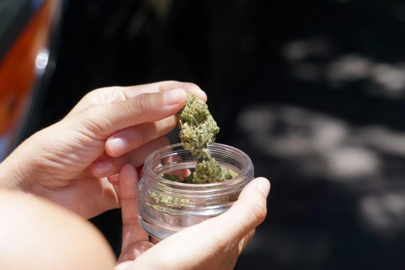 Marihuana medyczna, znana również jako marihuana medyczna,