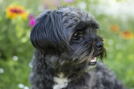 Affenpinscher Care Tips