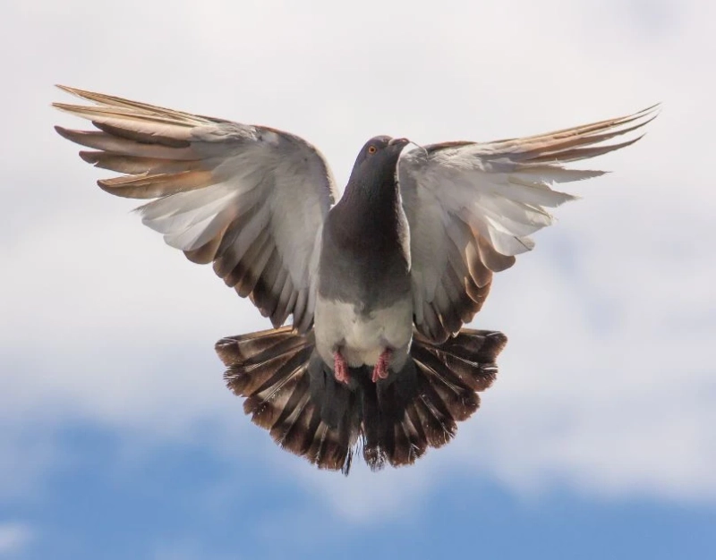 The Importance of Pigeon Supplements and Racing Pigeon Supplements
