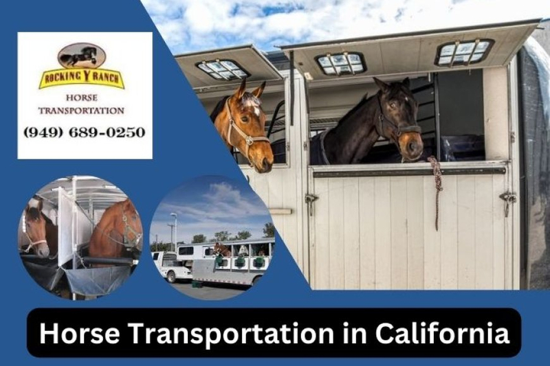 Horse Trucking Companies in California & Nationwide: Safe Transport at Affordable Rates