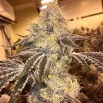 Wedding Cake (Hemp Plant Nursery)
